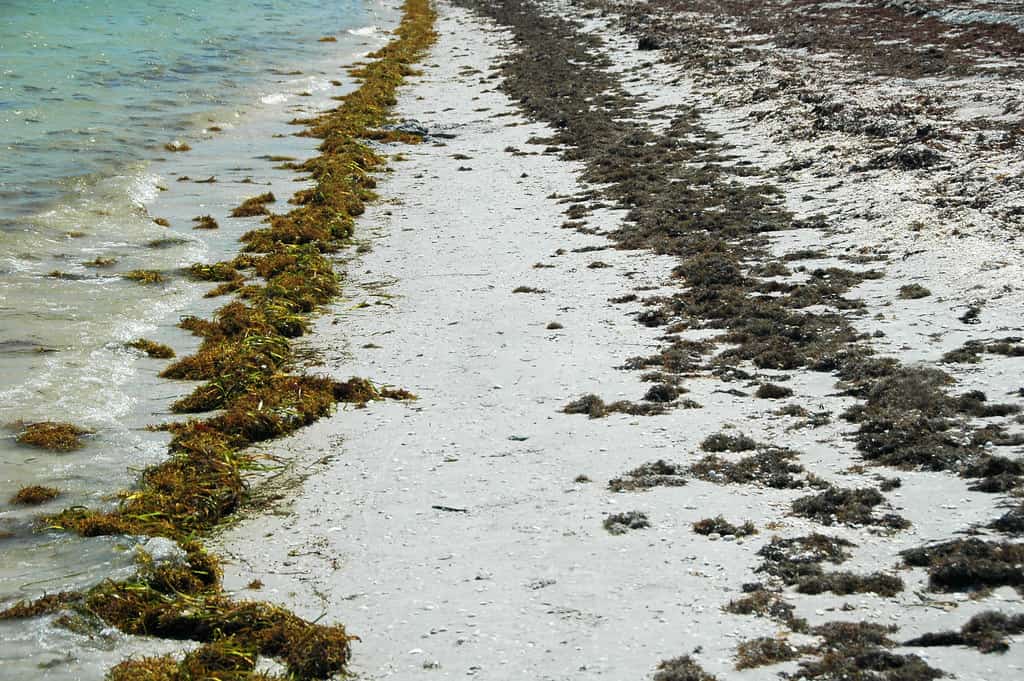 Record Sargassum Bloom Blankets Southeast Florida Beaches as 2026 Season Turns Historic