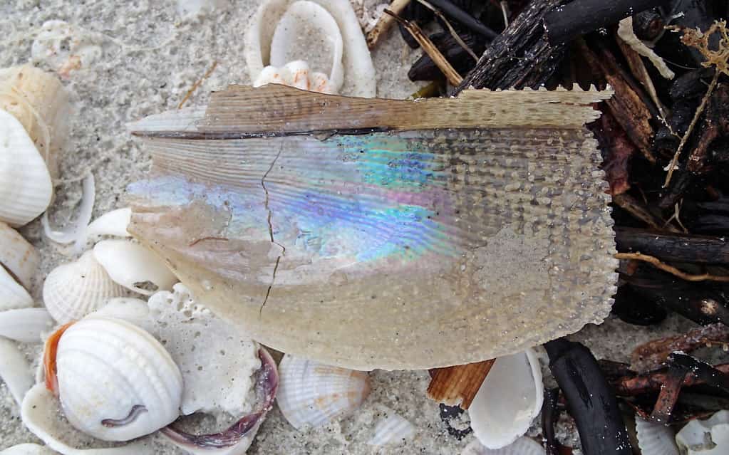 Red Tide Stays Low Along Florida's Gulf as Monitoring Continues