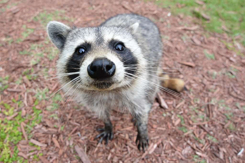 Hernando County Issues 60-Day Rabies Alert for Spring Hill After Pet Cat Contracts the Virus