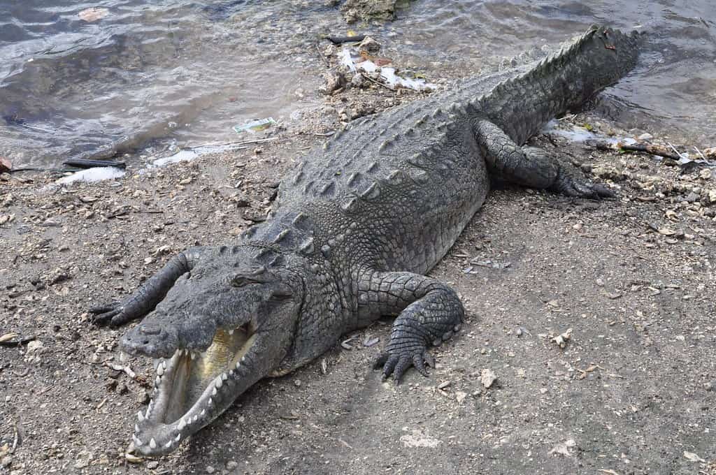 Lead pellets from shot iguanas linked to first known crocodile poisoning death in Florida