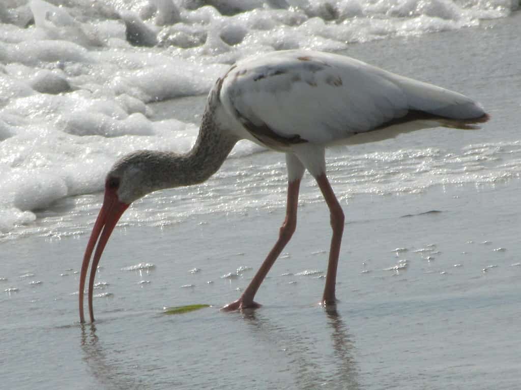 Florida Bets on New Water Strategy and Research to Blunt Red Tide's Return to the Gulf Coast