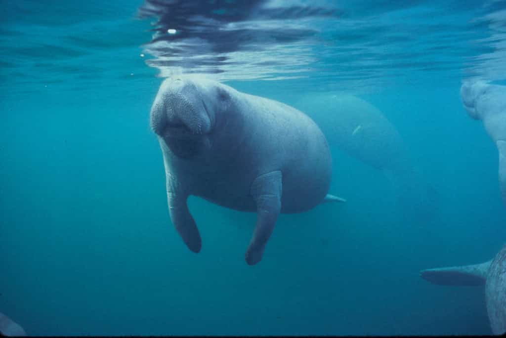 Florida's Manatees at a Crossroads as Deaths Persist and Threatened Status Draws Renewed Worry
