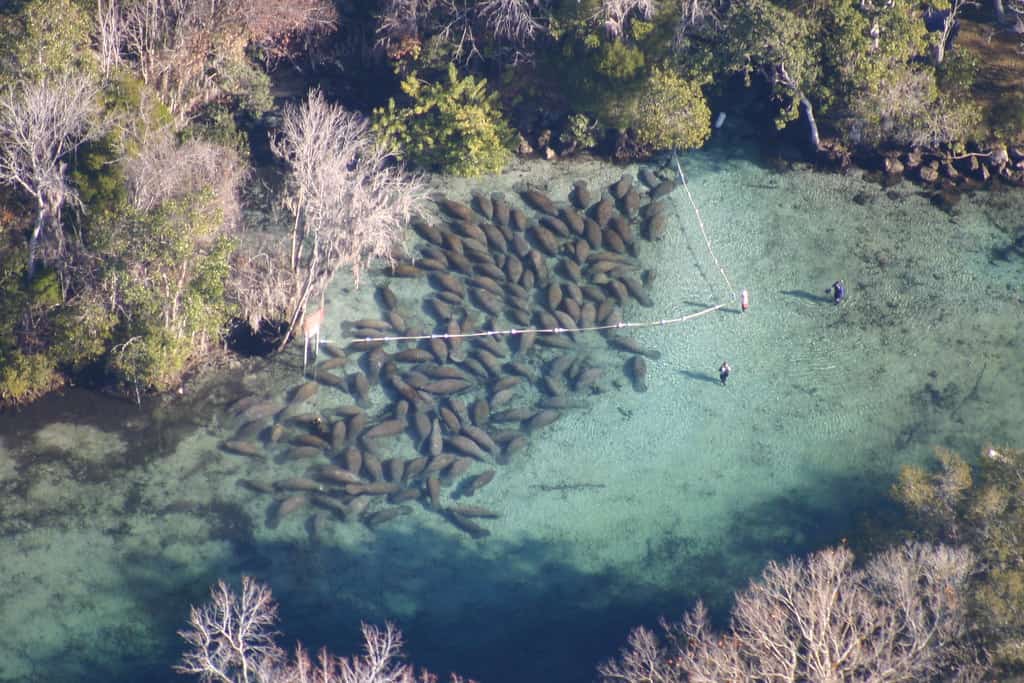 Endangered Species Act Rules Take Effect Today With Florida Wildlife at Stake