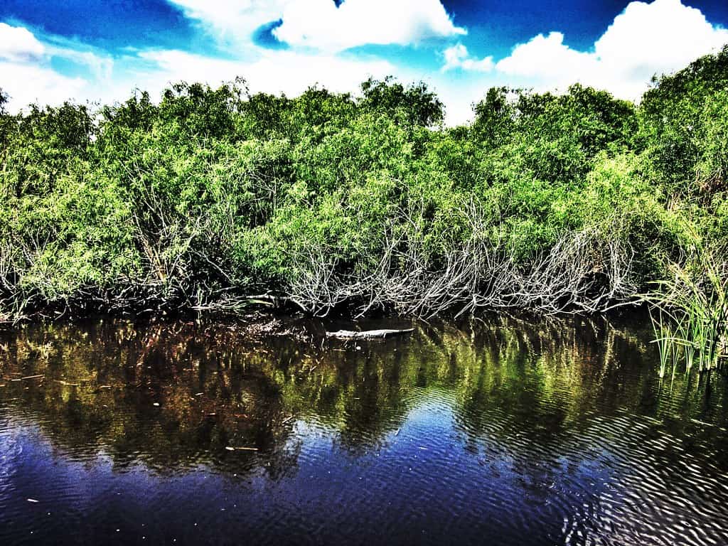 New Everglades Reservoir Agreement Aims to Speed Restoration and Cut Lake Okeechobee Discharges