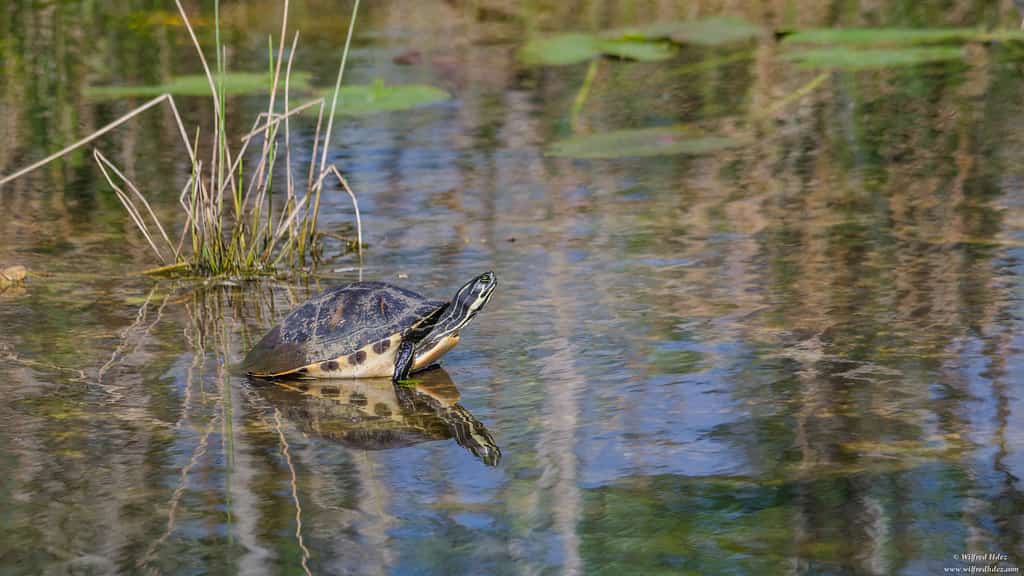Florida Accelerates Everglades Reservoir as State Touts Restoration Milestone
