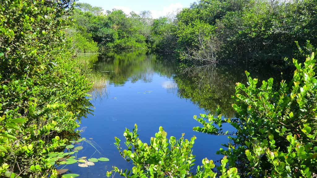 Everglades Farmers Report a 65 Percent Cut in Phosphorus Runoff