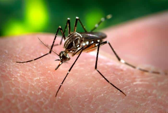 Florida Dengue Outbreak Reaches 425 Local Cases as Virus Spreads to 11 Counties
