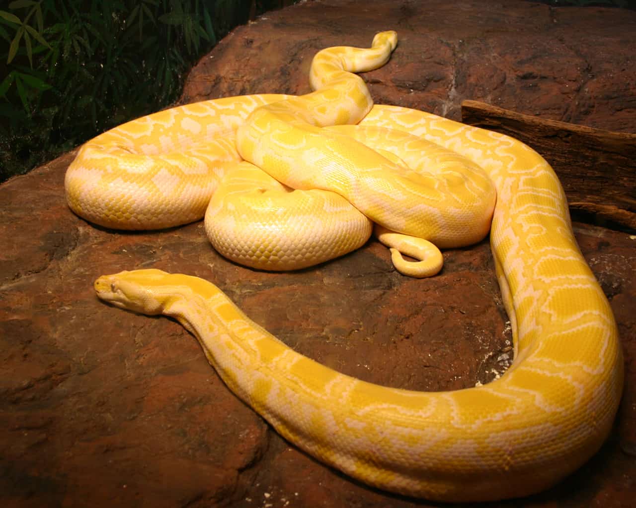 Conservancy Removes Record Four Tons of Burmese Pythons as Florida Gears Up for 2026 Python Challenge
