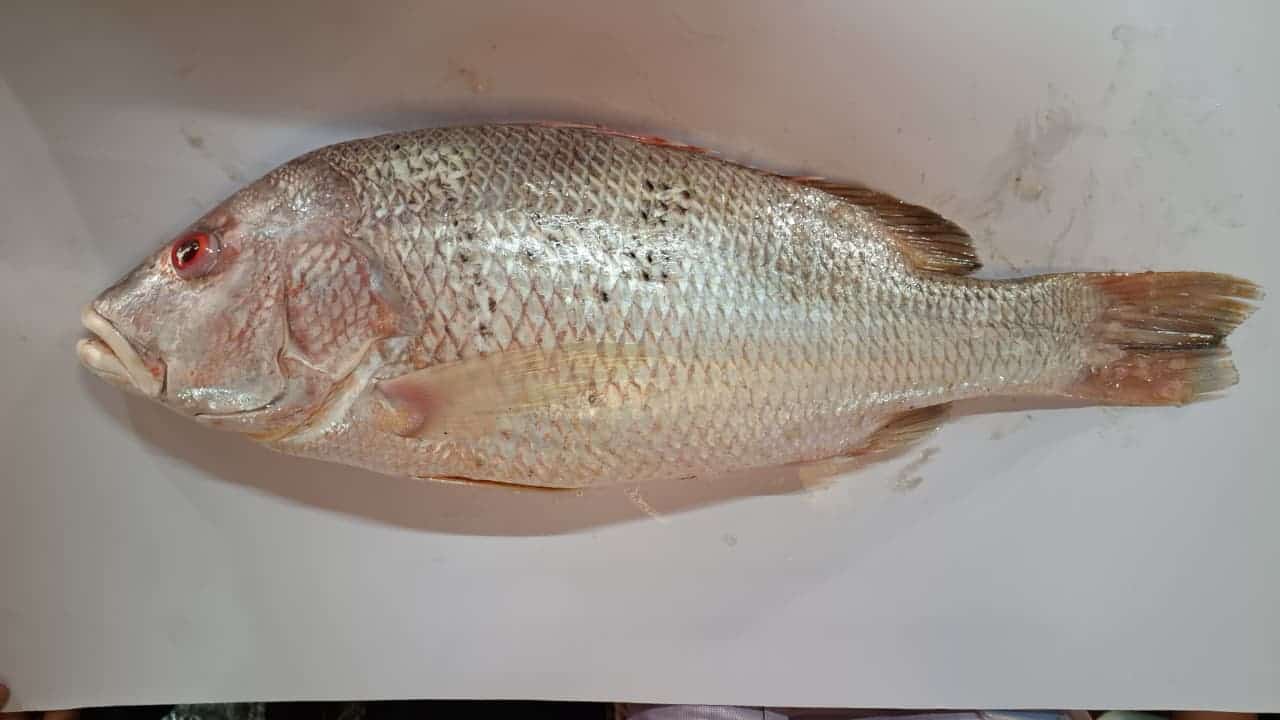 DeSantis Touts Expanded 2026 Red Snapper Seasons After Federal Permit Approval