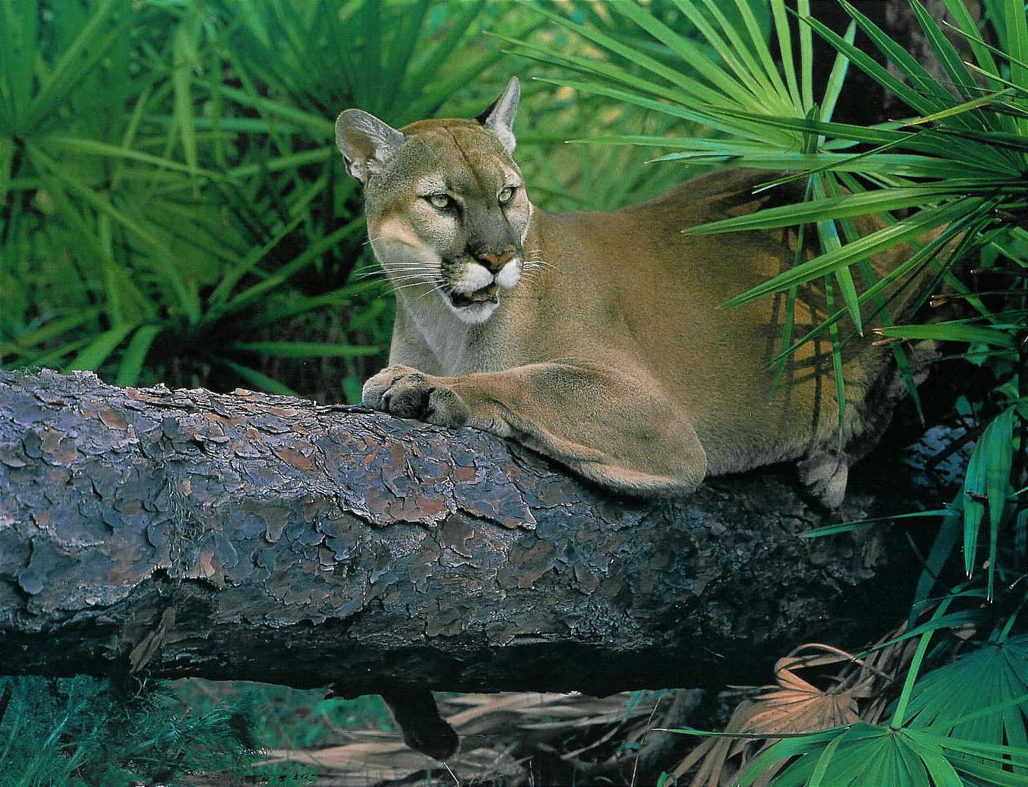 Florida Panther Deaths Reach 14 in 2026 as Two Young Females Die on Collier and Hendry Roads