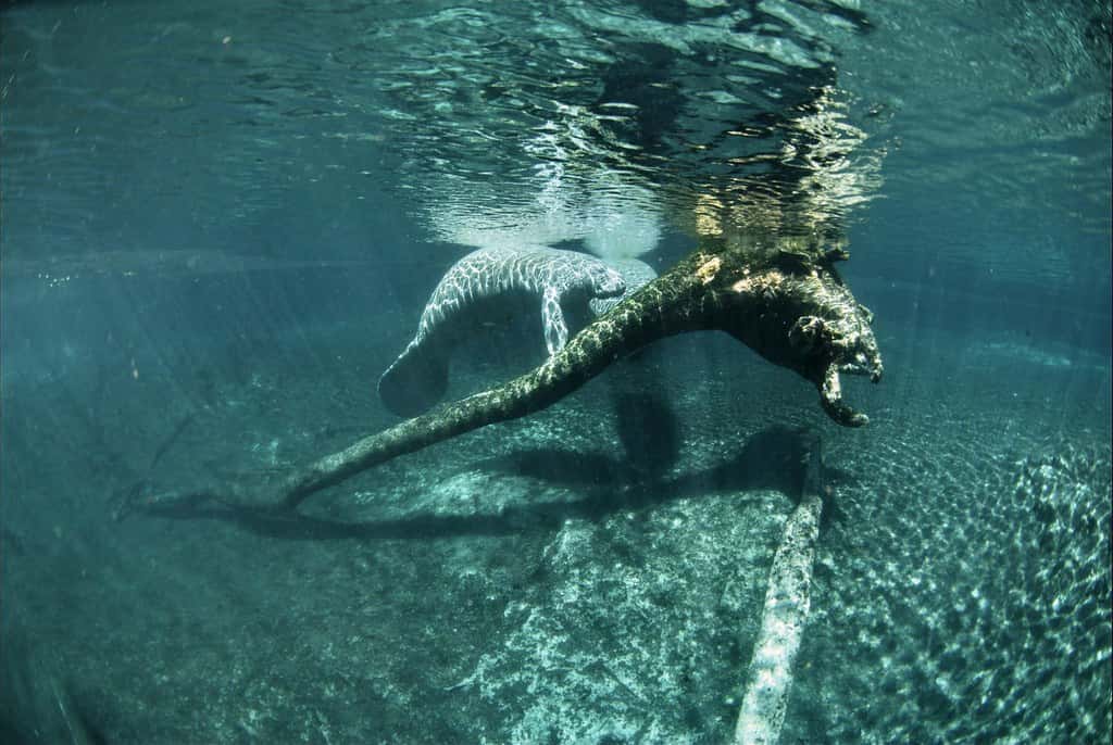 Florida's Manatees Remain at a Crossroads as Conservation Efforts Face New Pressures