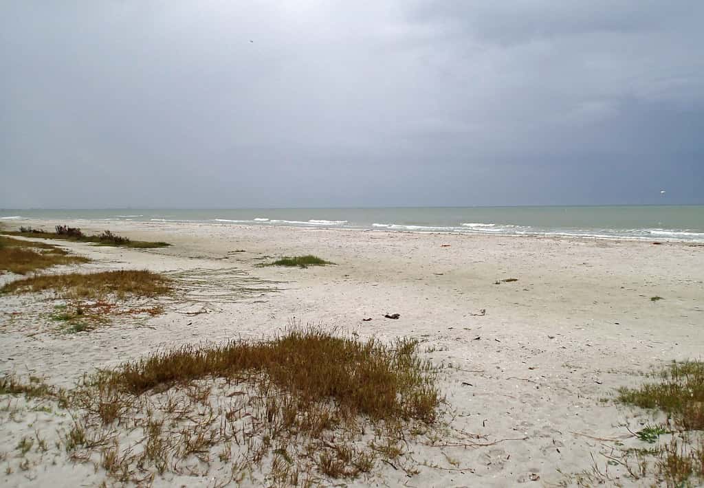 Red Tide Season Opens Quietly Along the Florida Gulf Coast With Low Cell Counts