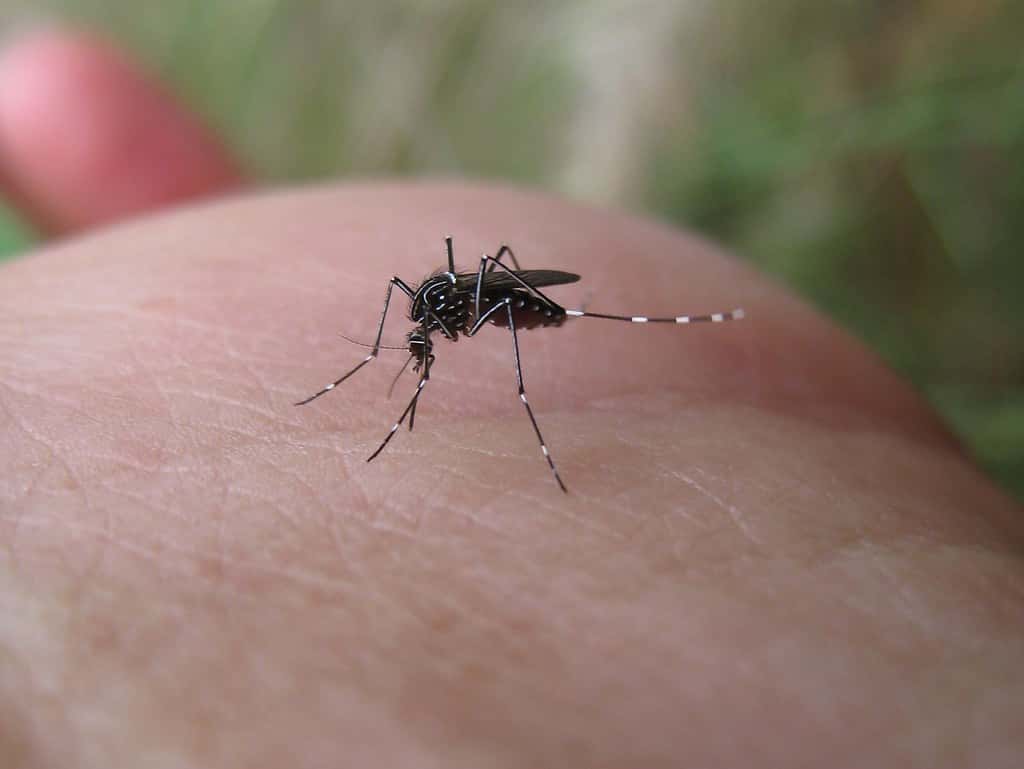 Florida Counties Issue Mosquito-Borne Illness Alerts as Local Dengue Cases Mount