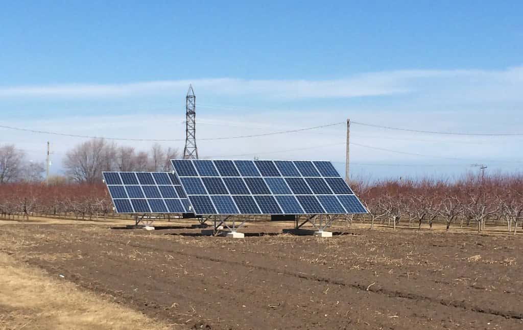 FPL Puts Honeybees and Livestock on Solar Sites in a Statewide Agrivoltaics Pilot