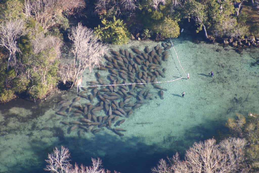 Endangered Species Act Rules Take Effect Today With Florida Wildlife at Stake