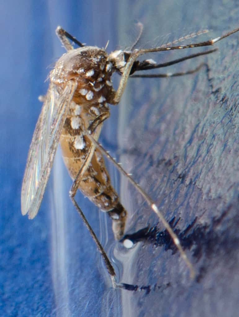 Florida's Dengue Outbreak Reaches 152 Local Cases as Transmission Spreads Beyond Hillsborough