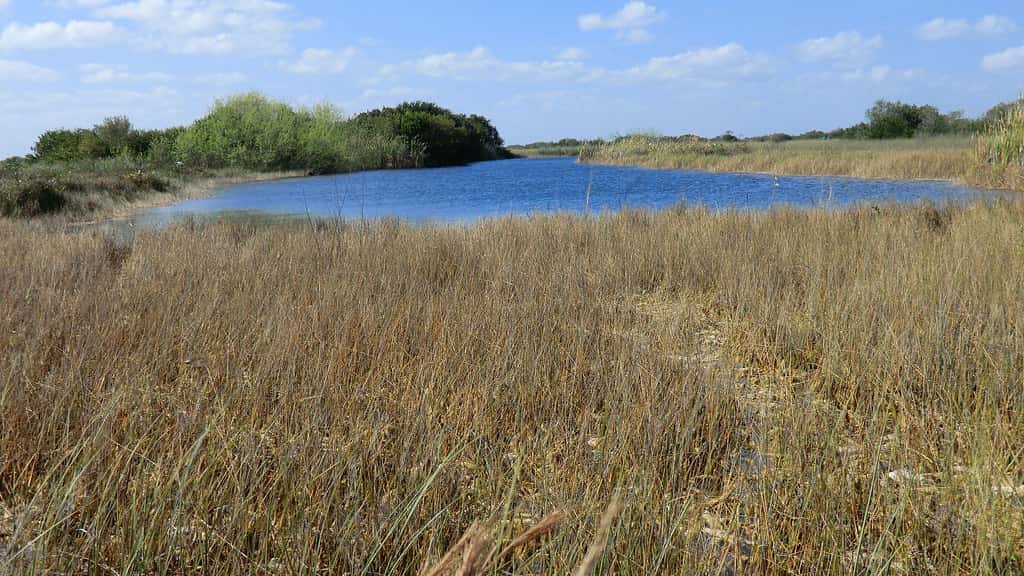 More Freshwater Is Reaching Florida Bay Even in Drought, Everglades Scientists Report