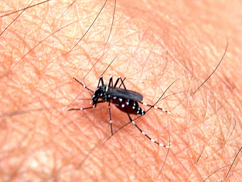 Mosquitoes and Measles: Florida Health Officials Track a Summer of Disease Risks