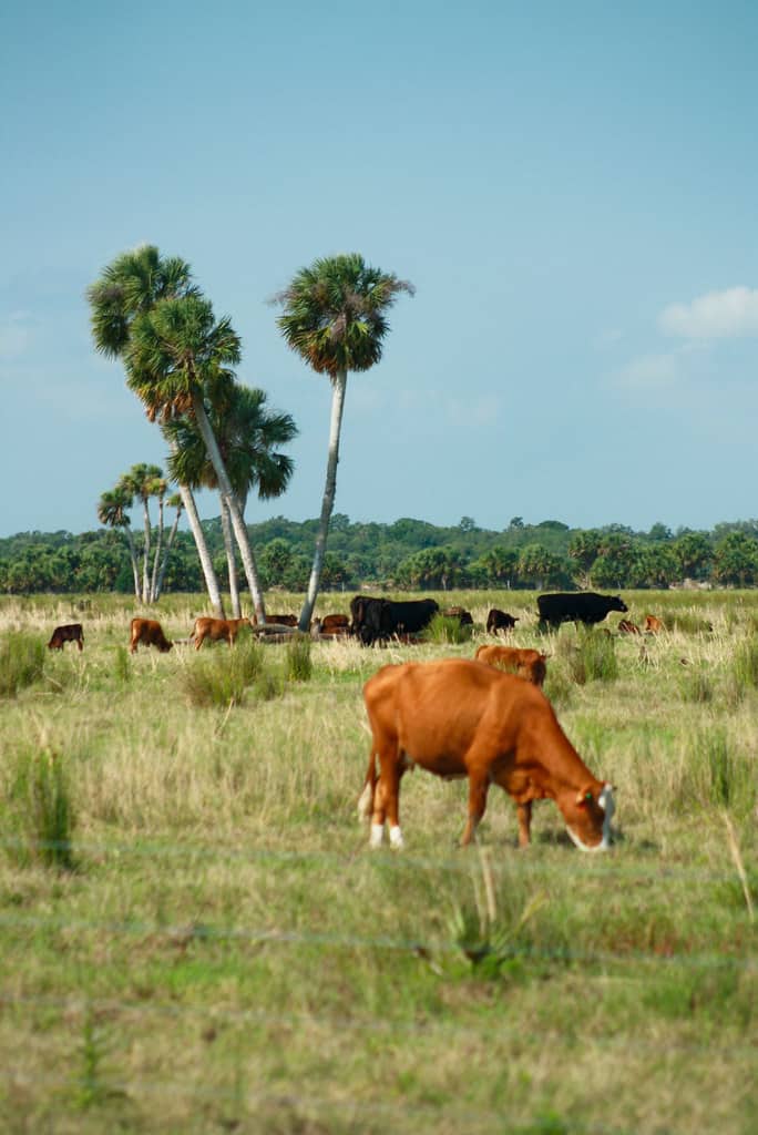 Florida Issues Emergency Rule Against New World Screwworm After First US Detection in Texas