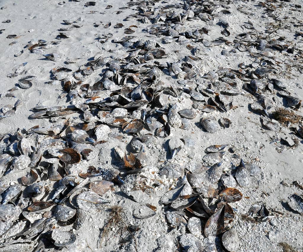 A Rust-Colored Bloom Is Fouling the Waters Around Sanibel and Pine Island