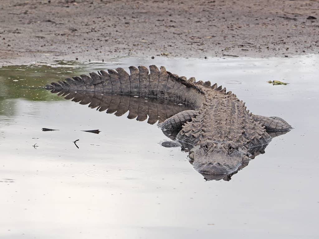 Paddleboarder Helps Rescue Swimmer in Fourth Silver River Gator Attack