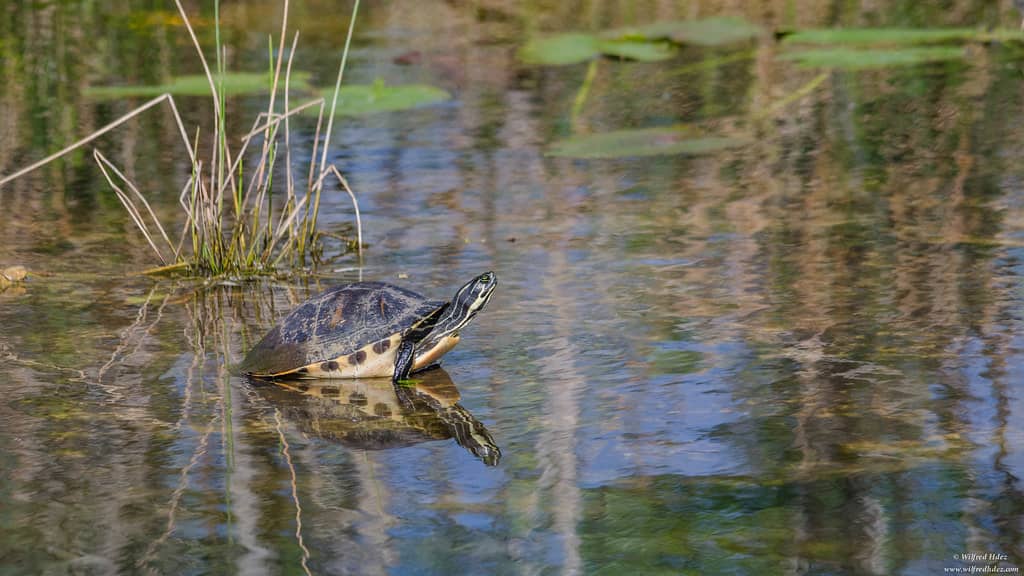 Florida Accelerates Everglades Reservoir as State Touts Restoration Milestone