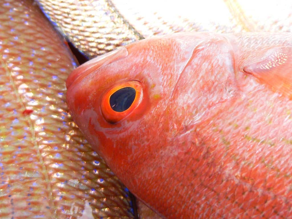 Florida Anglers Get a Longer Red Snapper Season as State Management Wins Federal Approval