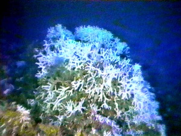 NOAA Weighs Reopening Part of Florida's Rare Oculina Bank Coral Reef to Shrimp Trawling