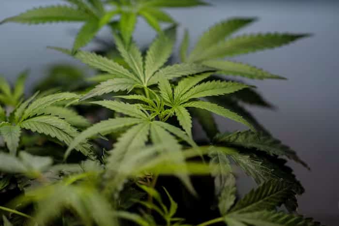 DEA issues first medical marijuana dispensary registrations, including in Florida, opening door to tax relief