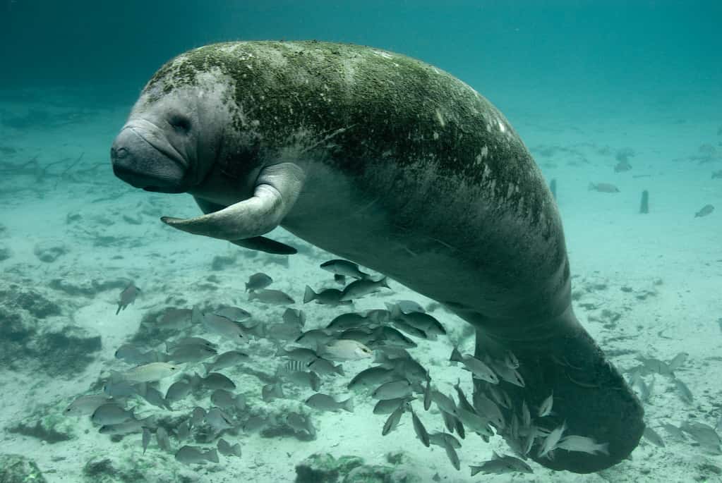 Florida Manatees Gain Ground as Seagrass Slowly Returns to Lagoon