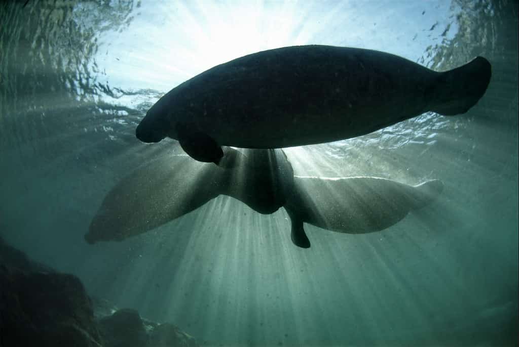 Manatee Death in the Florida Keys Renews Focus on Boat Strikes and Protection Zones