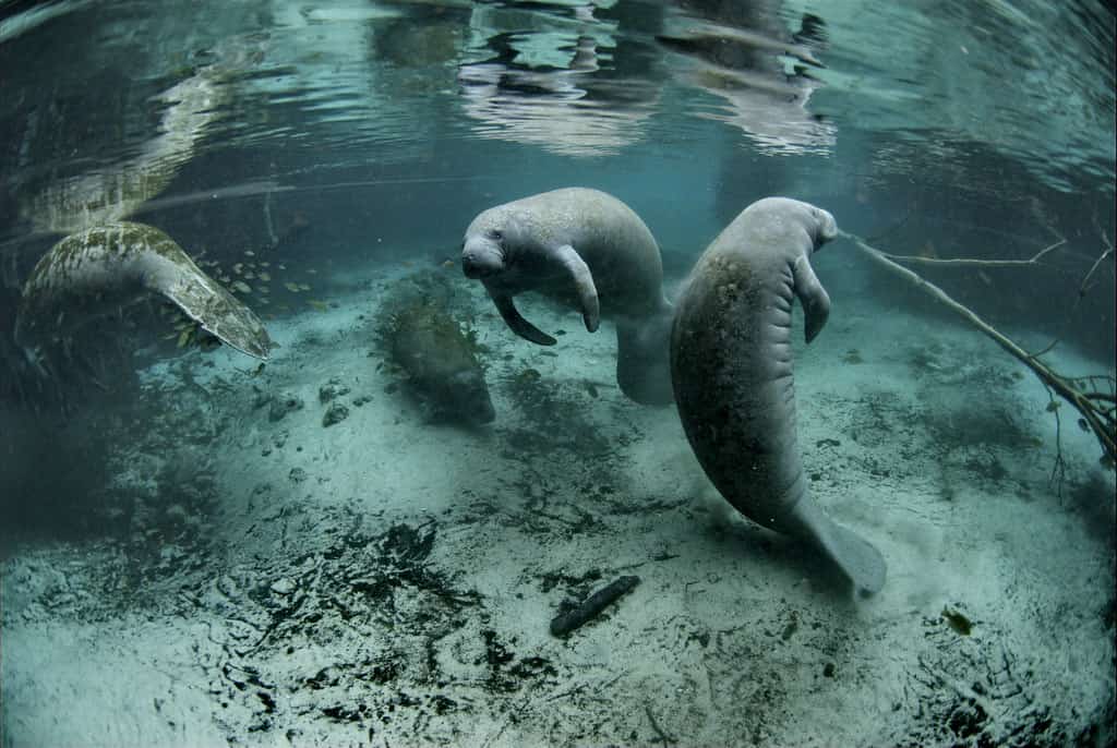 Florida Manatees Rebound as Seagrass Recovers From Devastating Die-Off