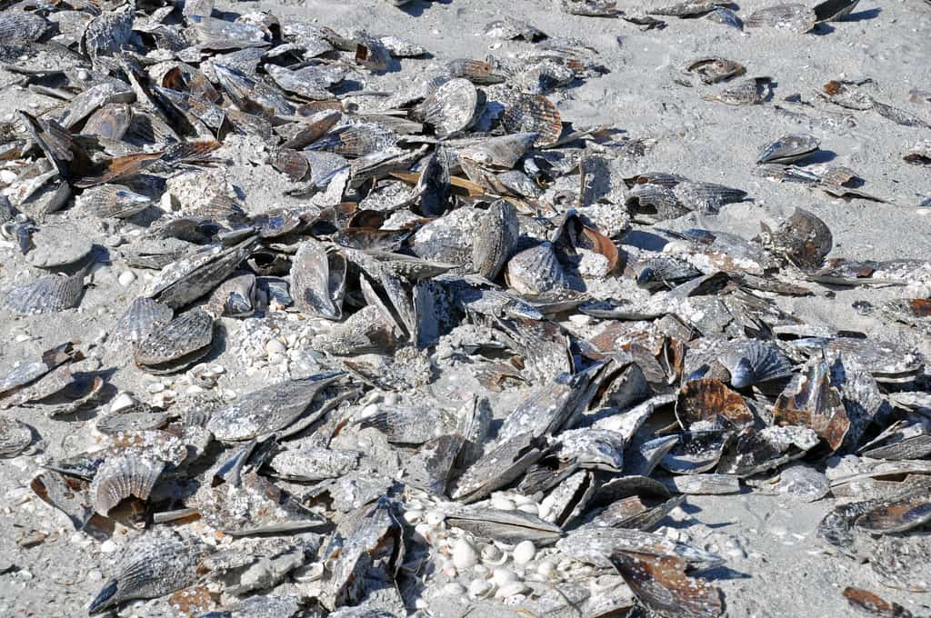 Rust Tide Turns Southwest Florida Waters Murky Around Sanibel and Pine Island