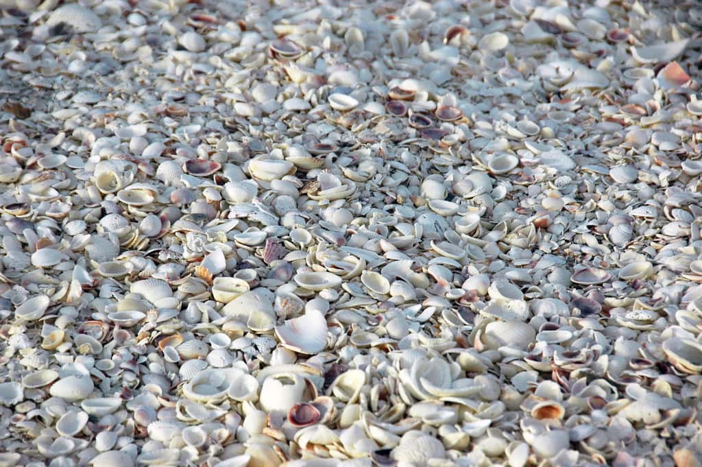Florida Coasts Stay Clear of Red Tide as Lake Okeechobee Strategy Is Tested