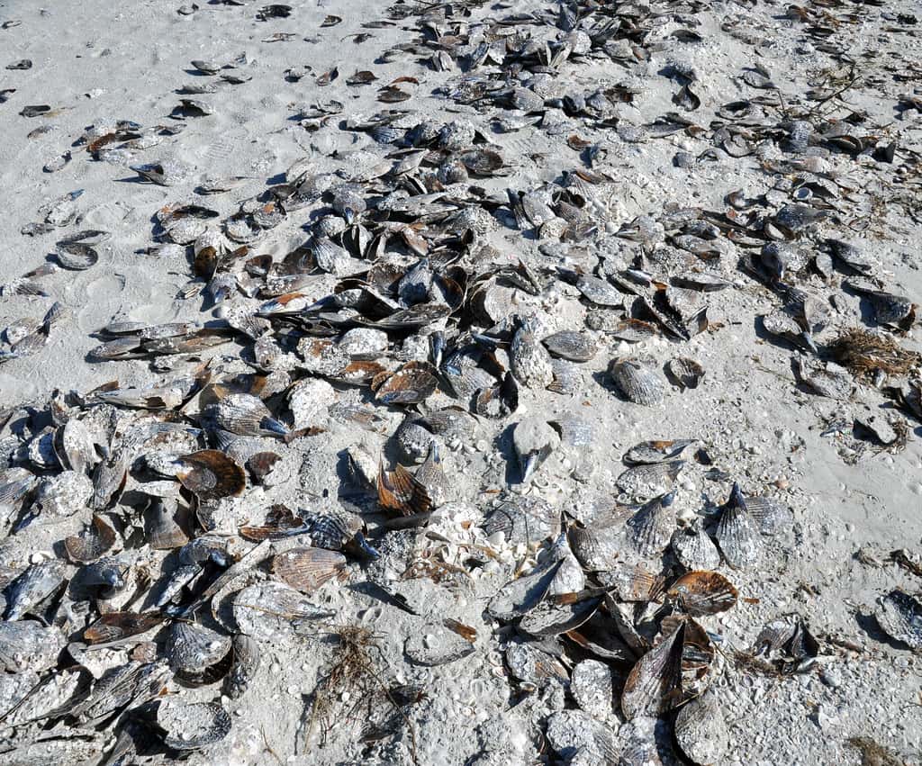 A Rust-Colored Bloom Is Fouling the Waters Around Sanibel and Pine Island