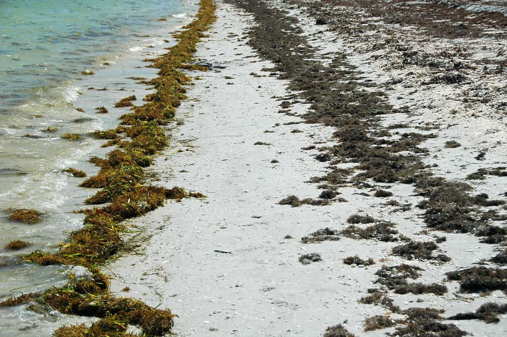 Record Sargassum Bloom Blankets Southeast Florida Beaches as 2026 Season Turns Historic
