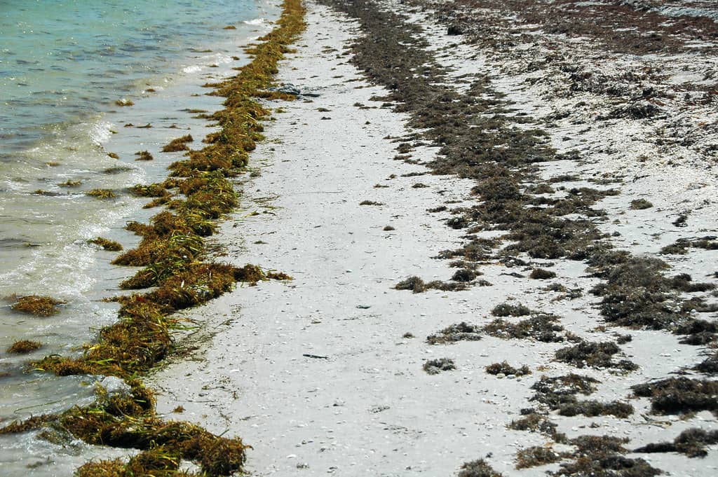 Record Sargassum Bloom Blankets Southeast Florida Beaches as 2026 Season Turns Historic