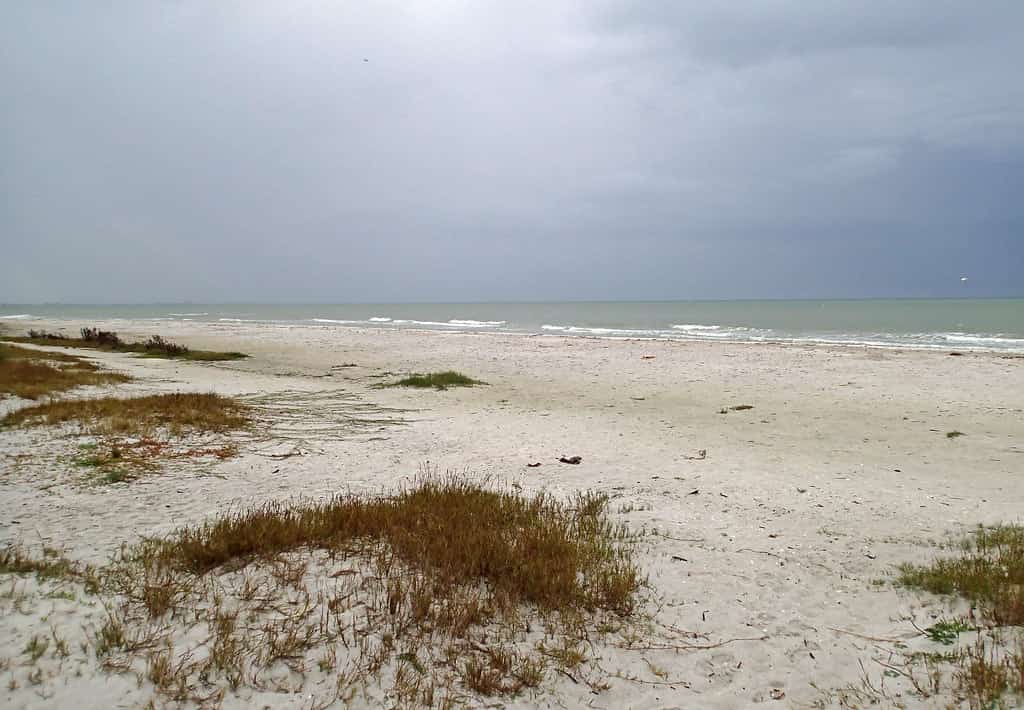 Red Tide Season Opens Quietly Along the Florida Gulf Coast With Low Cell Counts