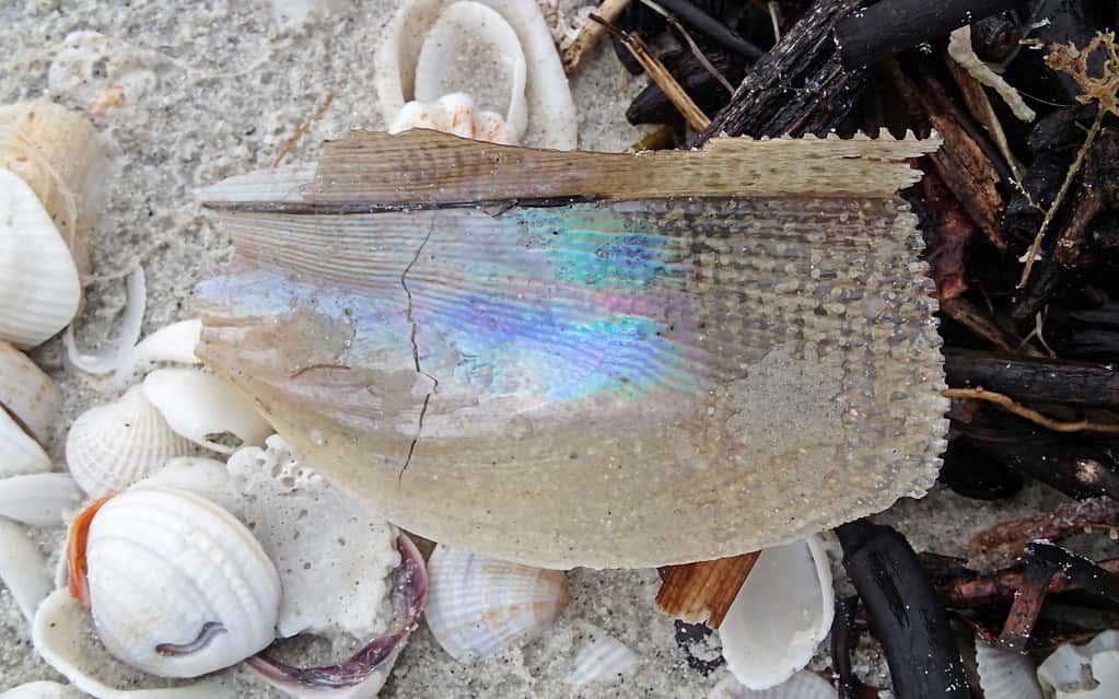 Red Tide Stays Low Along Florida's Gulf as Monitoring Continues