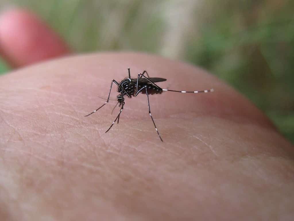Florida Counties Issue Mosquito-Borne Illness Alerts as Local Dengue Cases Mount