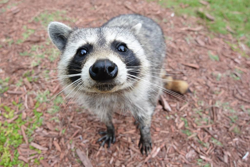 Hernando County Issues 60-Day Rabies Alert for Spring Hill After Pet Cat Contracts the Virus