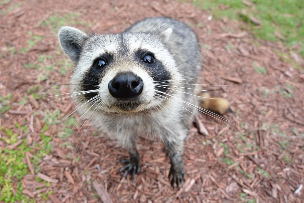 Hernando County Issues 60-Day Rabies Alert for Spring Hill After Pet Cat Contracts the Virus