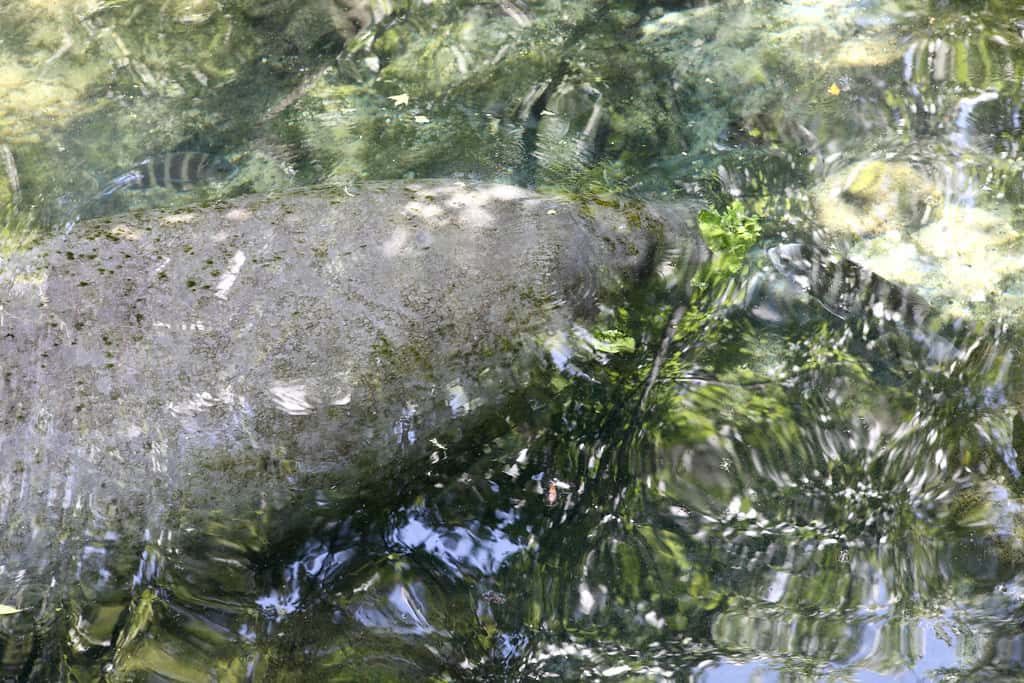 Florida Water Managers Watch for Red Tide as Summer Rains Test the Everglades Fix