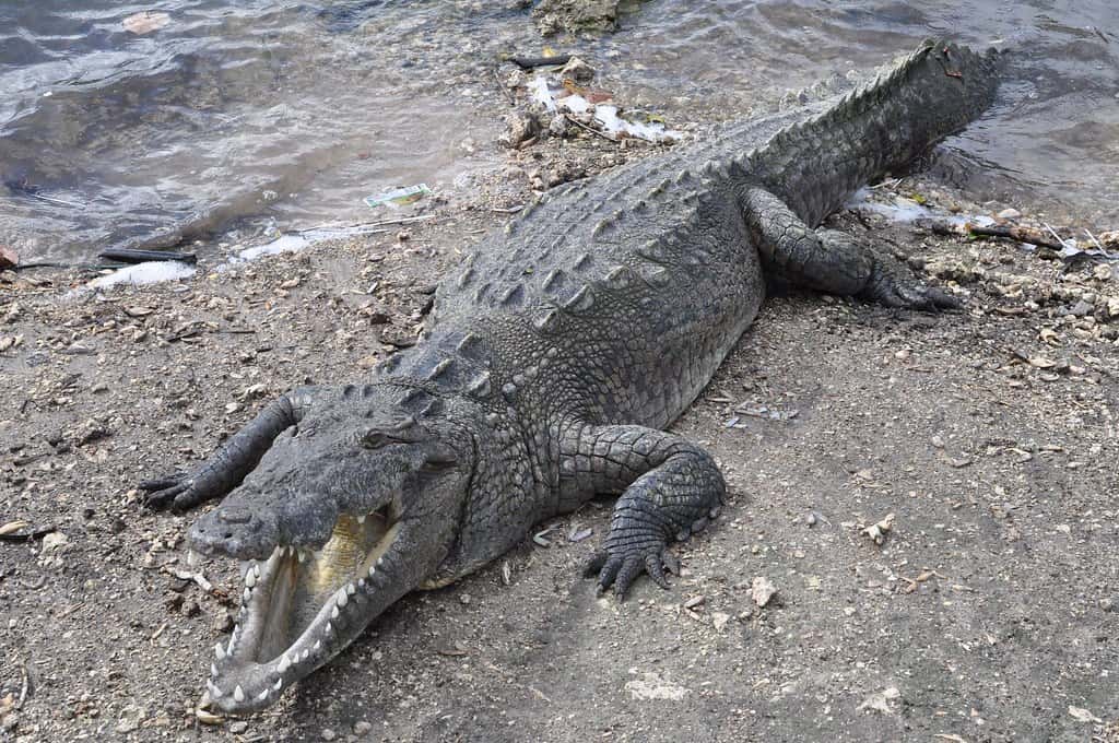 Lead pellets from shot iguanas linked to first known crocodile poisoning death in Florida