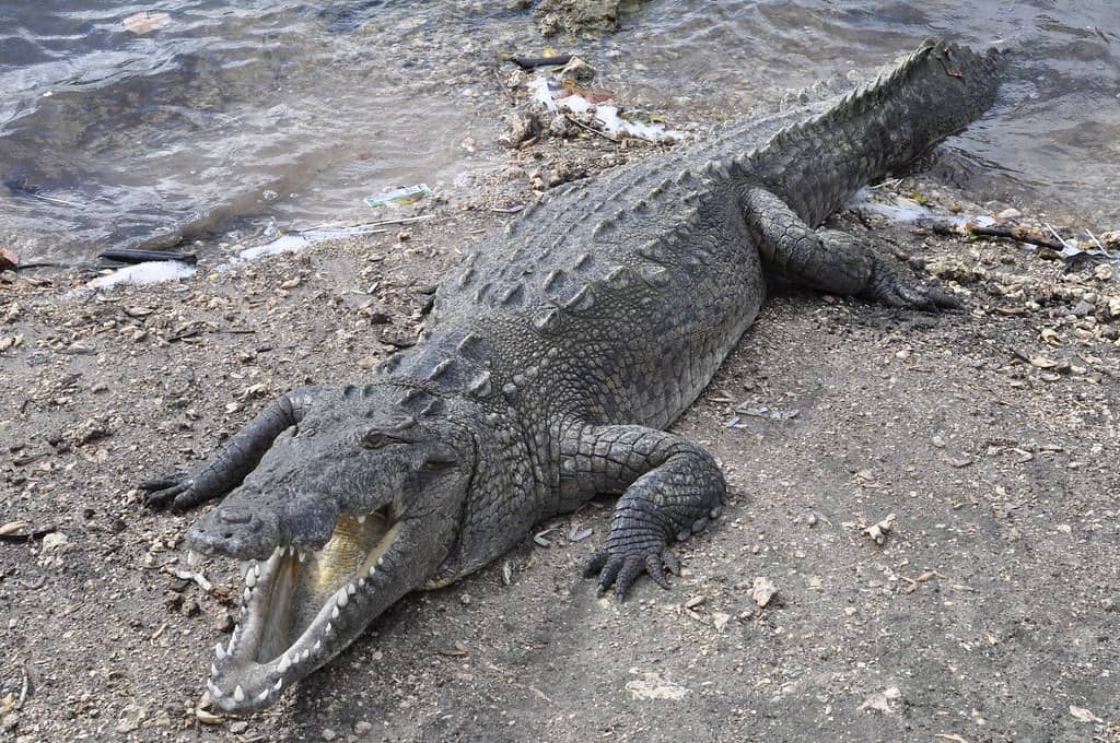 Lead pellets from shot iguanas linked to first known crocodile poisoning death in Florida