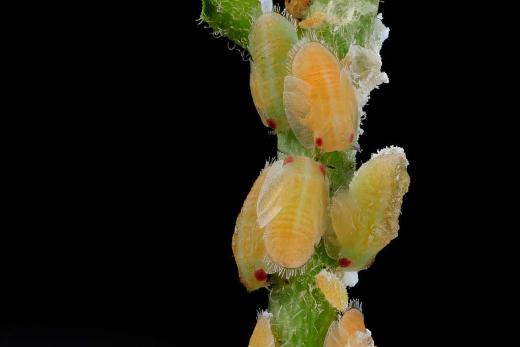 Florida Citrus Acreage Falls 21 Percent in a Year Even as Production Ticks Up