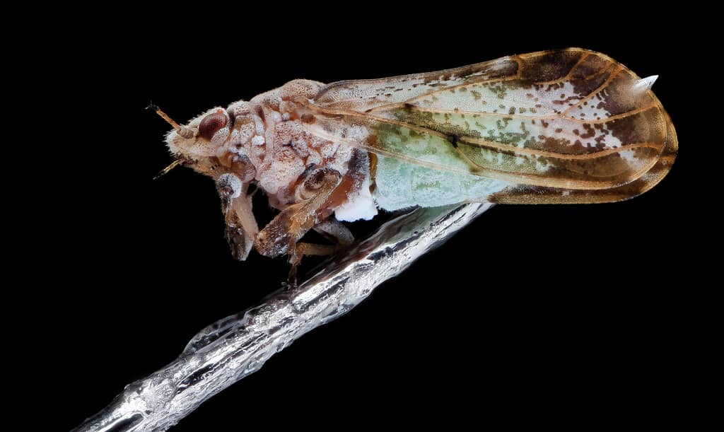 Gene-Edited Rootstock Gives Florida Citrus Growers a New Weapon Against Greening