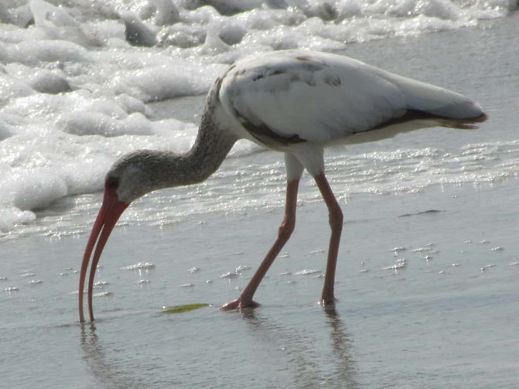 Florida Bets on New Water Strategy and Research to Blunt Red Tide's Return to the Gulf Coast