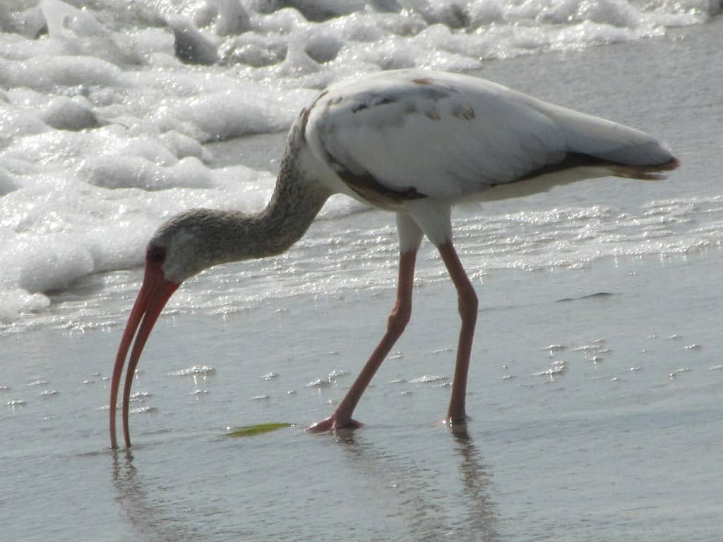 Florida Bets on New Water Strategy and Research to Blunt Red Tide's Return to the Gulf Coast