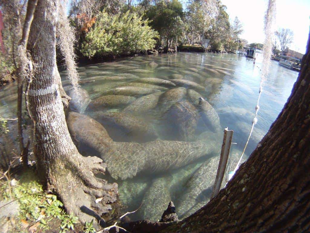 FWC Investigates Spike in Florida Manatee Deaths Amid Water Quality Concerns